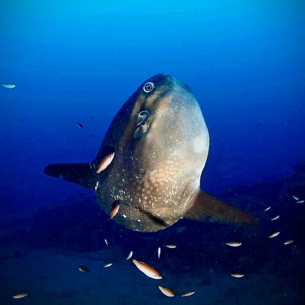 Bring 5mm Wetsuit to Dive with Mola Mola Bali