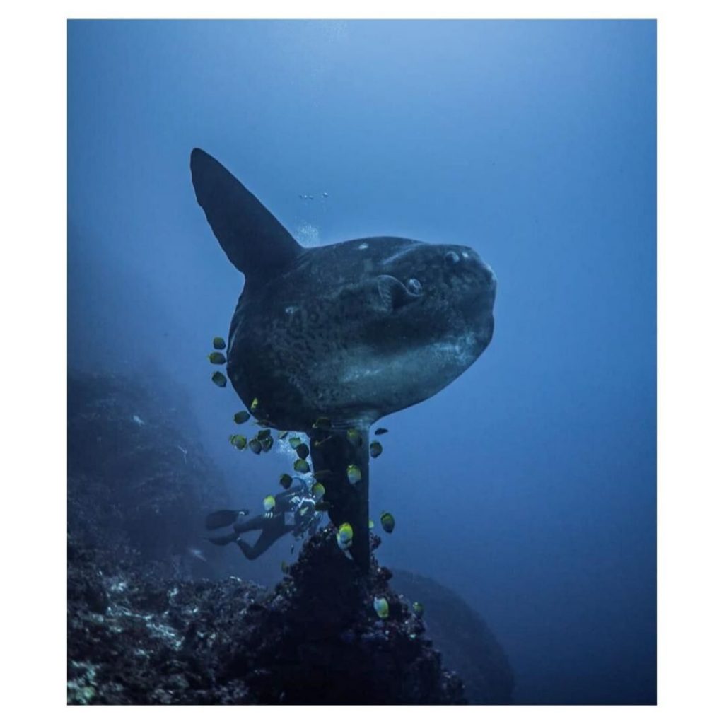 Learn the Etiquette to Dive with Mola Mola Bali